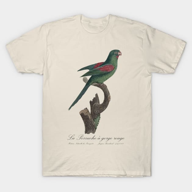 La Perruche a Gorge Rouge Parakeet - Jacques Barraband 19th century Illustration T-Shirt by SPJE Illustration Photography